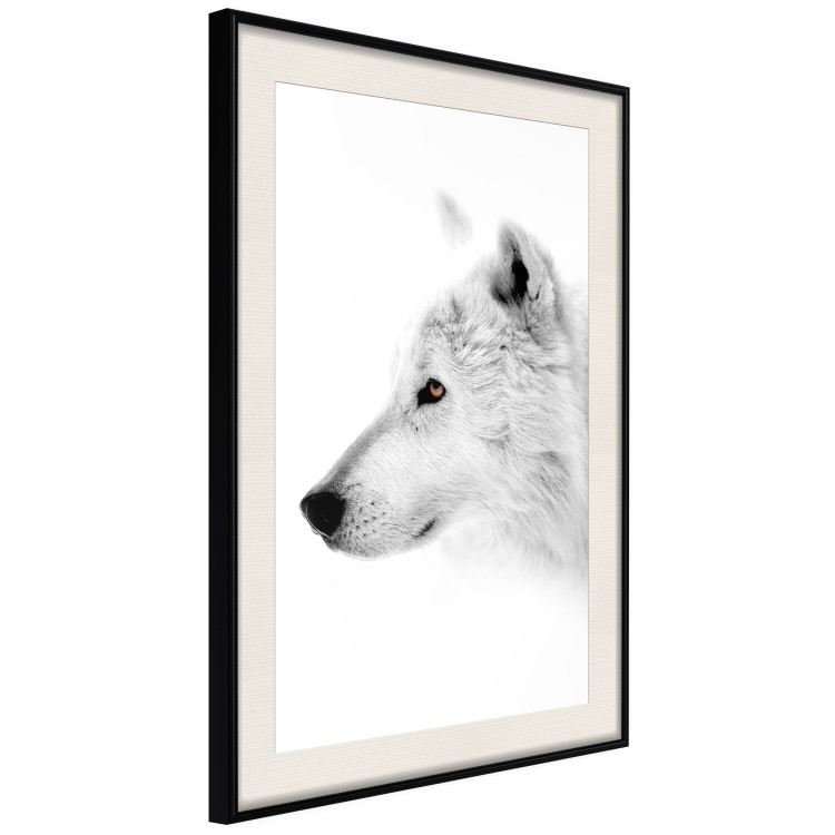 Wall Poster Amber Gaze - portrait of a wolf with a yellow eye on a white background 126293 additionalImage 2