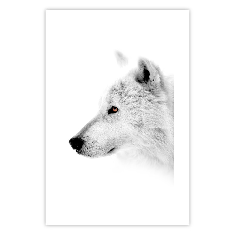 Wall Poster Amber Gaze - portrait of a wolf with a yellow eye on a white background 126293 additionalImage 25