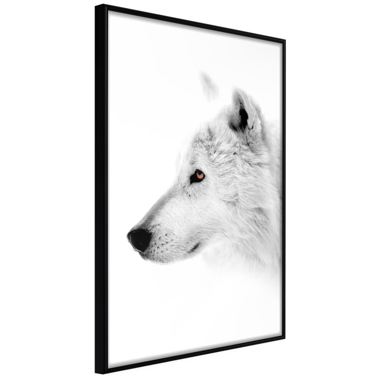 Wall Poster Amber Gaze - portrait of a wolf with a yellow eye on a white background 126293 additionalImage 13