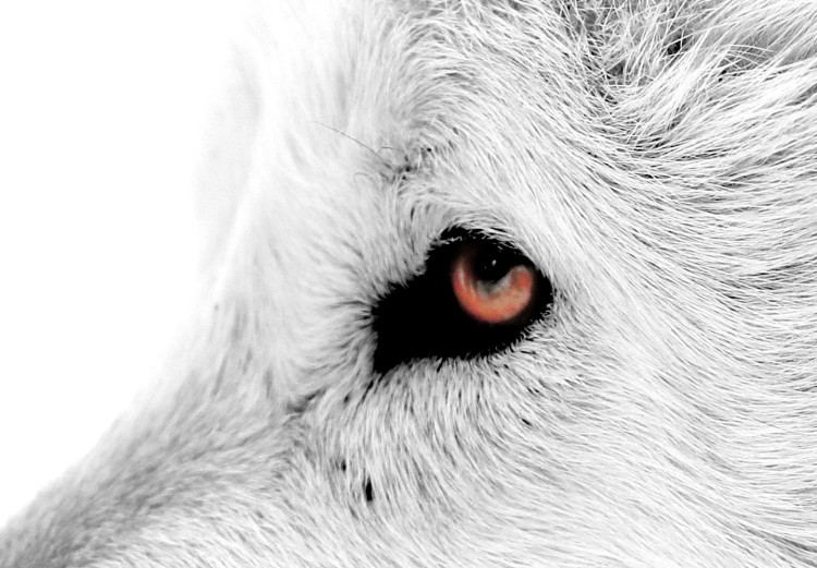 Wall Poster Amber Gaze - portrait of a wolf with a yellow eye on a white background 126293 additionalImage 12