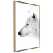 Wall Poster Amber Gaze - portrait of a wolf with a yellow eye on a white background 126293 additionalThumb 14