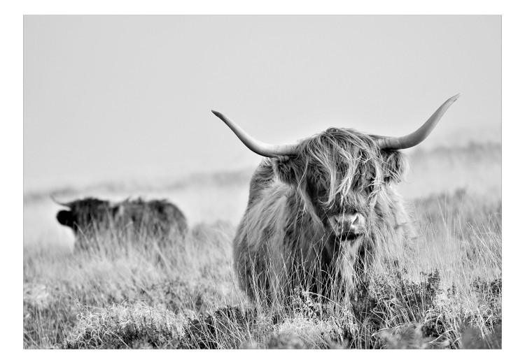 Photo Wallpaper Highland Cattle 126893 additionalImage 1