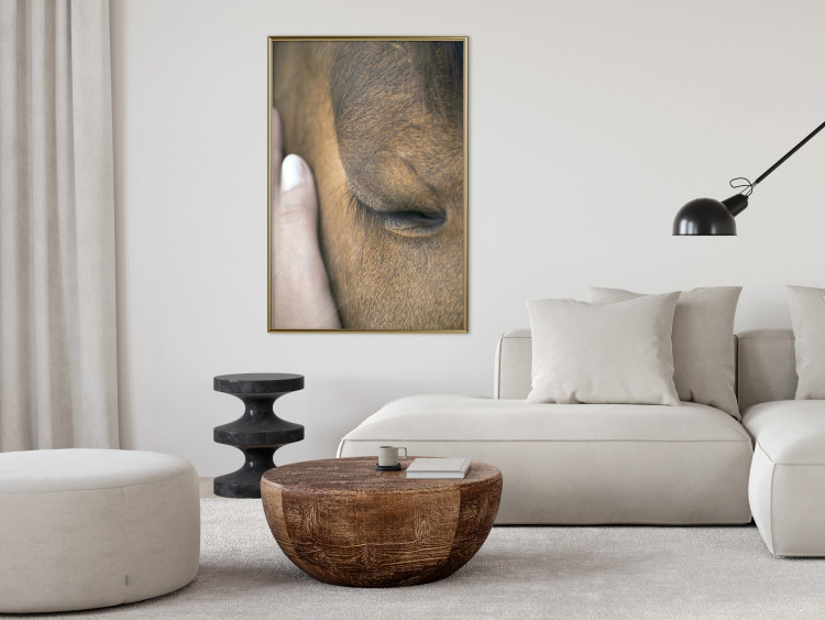 Poster Soothing Touch - human hand gently touching the face of a brown horse 130293 additionalImage 7