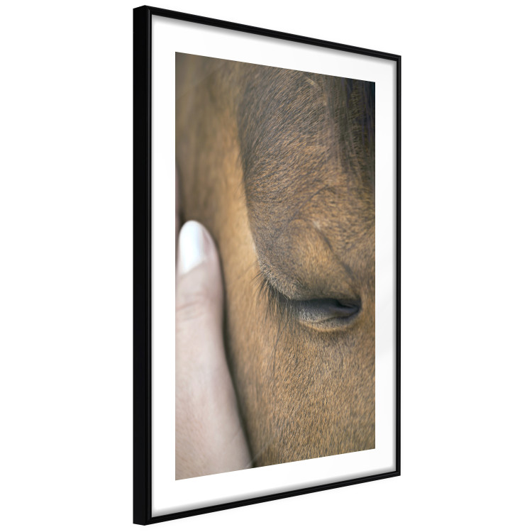 Poster Soothing Touch - human hand gently touching the face of a brown horse 130293 additionalImage 8