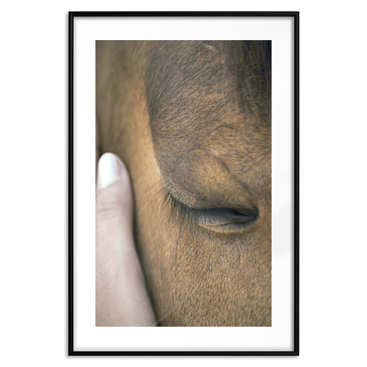 Poster Soothing Touch - human hand gently touching the face of a brown horse 130293 additionalImage 17