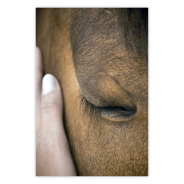 Poster Soothing Touch - human hand gently touching the face of a brown horse 130293