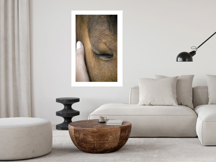 Poster Soothing Touch - human hand gently touching the face of a brown horse 130293 additionalImage 5