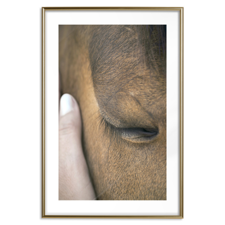 Poster Soothing Touch - human hand gently touching the face of a brown horse 130293 additionalImage 18