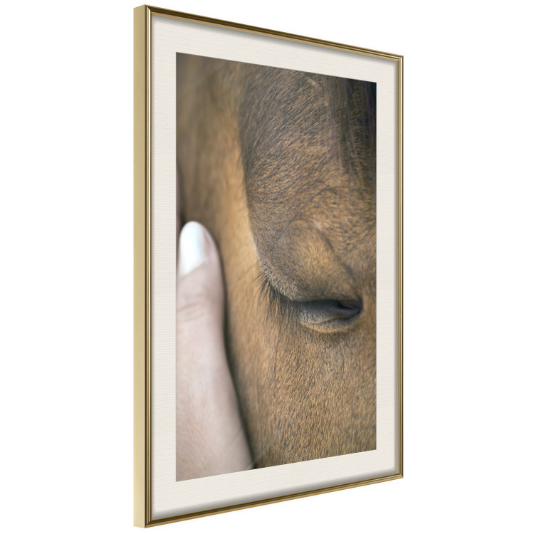 Poster Soothing Touch - human hand gently touching the face of a brown horse 130293 additionalImage 3