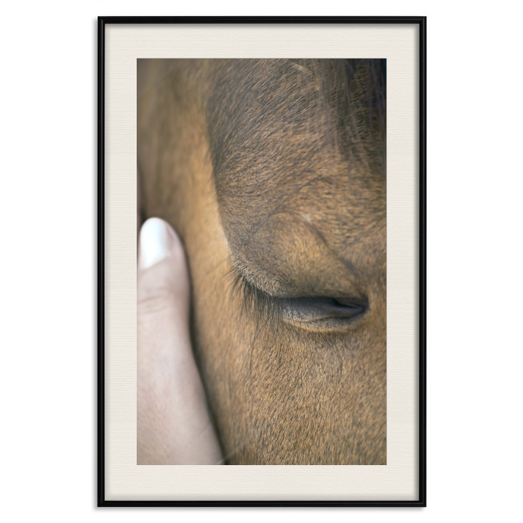 Poster Soothing Touch - human hand gently touching the face of a brown horse 130293 additionalImage 20
