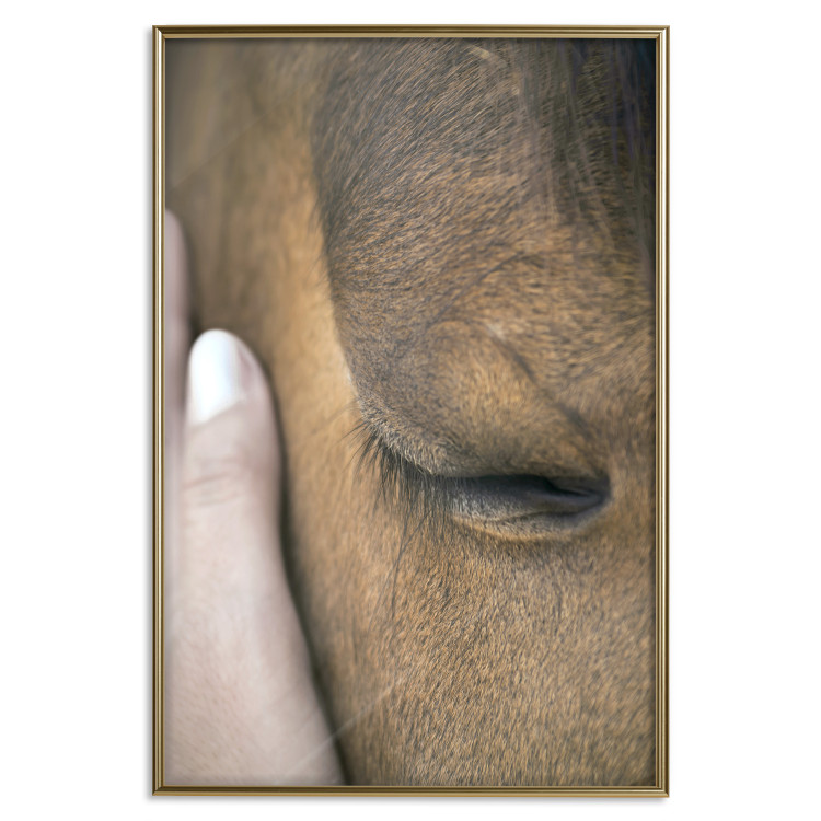 Poster Soothing Touch - human hand gently touching the face of a brown horse 130293 additionalImage 27