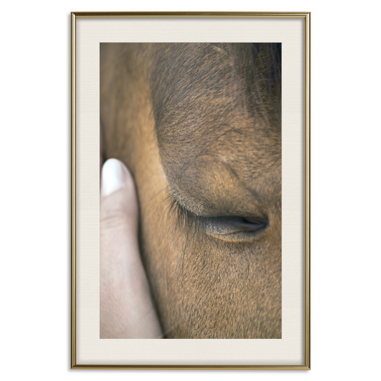 Poster Soothing Touch - human hand gently touching the face of a brown horse 130293 additionalImage 19