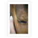 Poster Soothing Touch - human hand gently touching the face of a brown horse 130293 additionalThumb 25