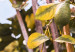 Poster Lemon Harvest - warm nature shot overlooking blooming plants 135893 additionalThumb 7