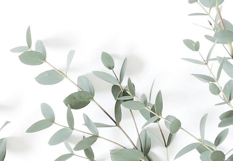 Wall Poster Eucalyptus Parvifolia - minimalist composition with green plant 137493 additionalImage 20
