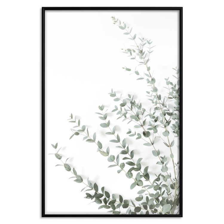 Wall Poster Eucalyptus Parvifolia - minimalist composition with green plant 137493 additionalImage 12