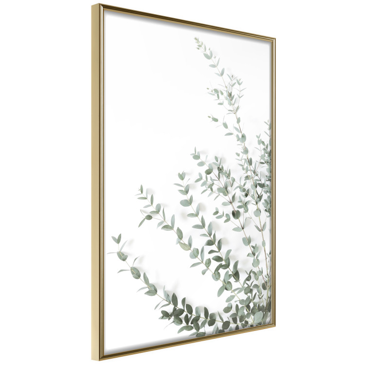 Wall Poster Eucalyptus Parvifolia - minimalist composition with green plant 137493 additionalImage 3