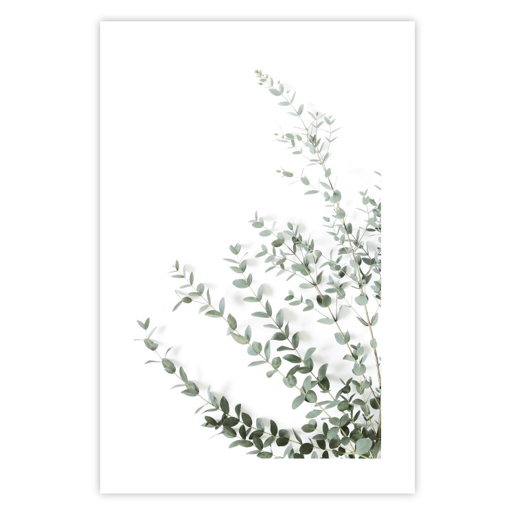 Wall Poster Eucalyptus Parvifolia - minimalist composition with green plant 137493 additionalImage 10