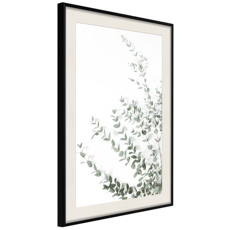 Wall Poster Eucalyptus Parvifolia - minimalist composition with green plant 137493 additionalImage 24