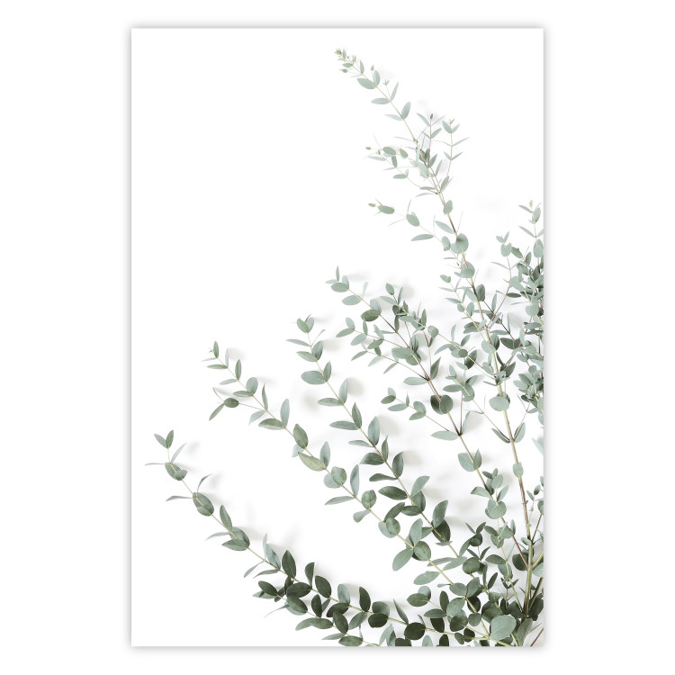 Wall Poster Eucalyptus Parvifolia - minimalist composition with green plant 137493