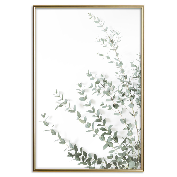 Wall Poster Eucalyptus Parvifolia - minimalist composition with green plant 137493 additionalImage 13