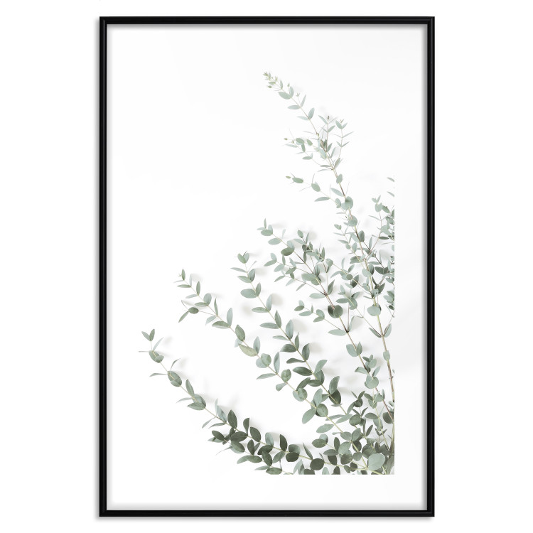 Wall Poster Eucalyptus Parvifolia - minimalist composition with green plant 137493 additionalImage 8