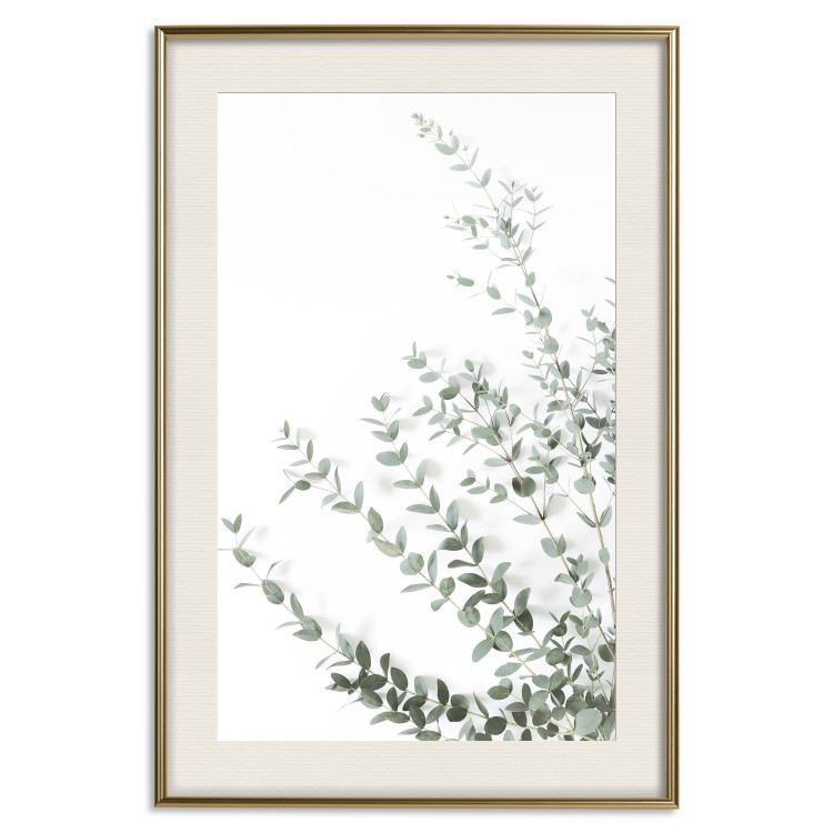 Wall Poster Eucalyptus Parvifolia - minimalist composition with green plant 137493 additionalImage 7