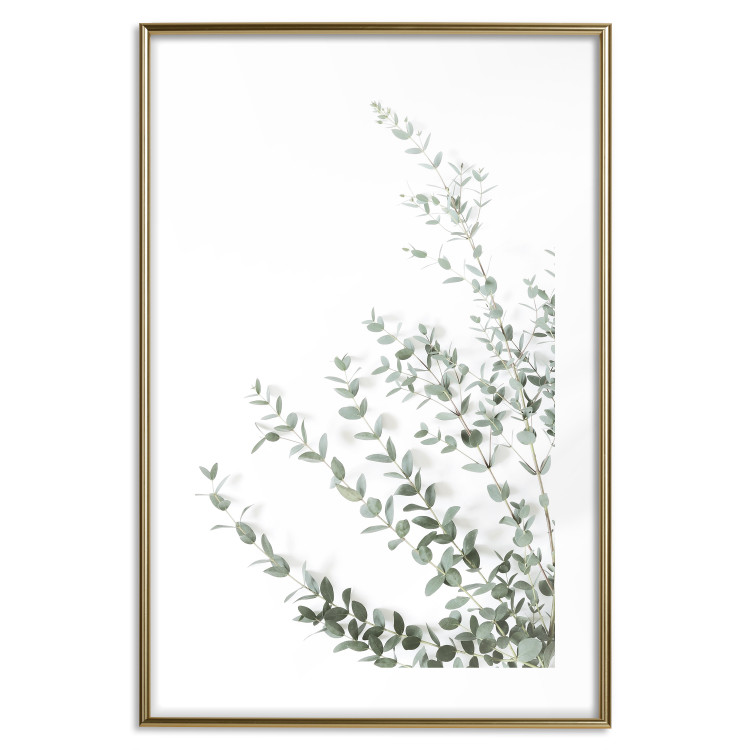 Wall Poster Eucalyptus Parvifolia - minimalist composition with green plant 137493 additionalImage 9