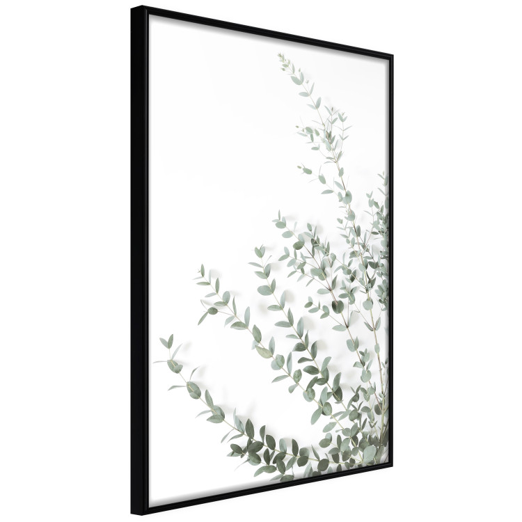 Wall Poster Eucalyptus Parvifolia - minimalist composition with green plant 137493 additionalImage 2