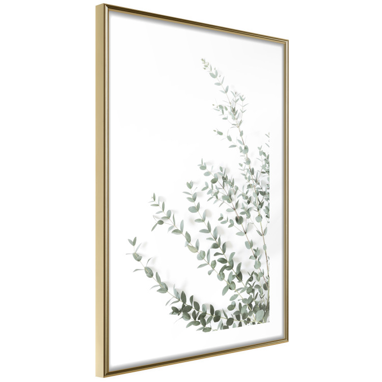 Wall Poster Eucalyptus Parvifolia - minimalist composition with green plant 137493 additionalImage 25