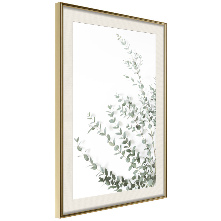 Wall Poster Eucalyptus Parvifolia - minimalist composition with green plant 137493 additionalImage 23
