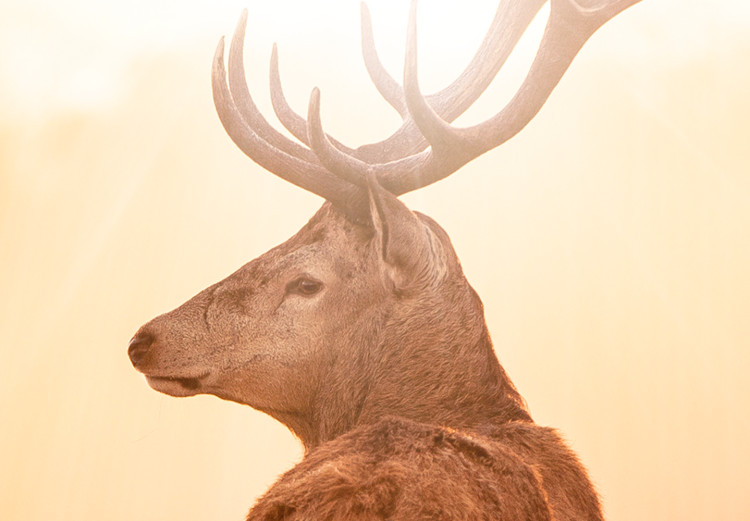 Large canvas print Deer in the Sun II [Large Format] 137593 additionalImage 5
