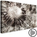 Canvas Print Dandelion in Grays (1-piece) Wide - field flower in sepia 142693 additionalThumb 6