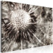 Canvas Print Dandelion in Grays (1-piece) Wide - field flower in sepia 142693 additionalThumb 2