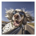 Canvas Art Print AI English Setter Dog - Animal With Glasses Riding in a Car - Square 150193 additionalThumb 7
