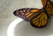 Canvas Butterfly conservatory 56593 additionalThumb 4