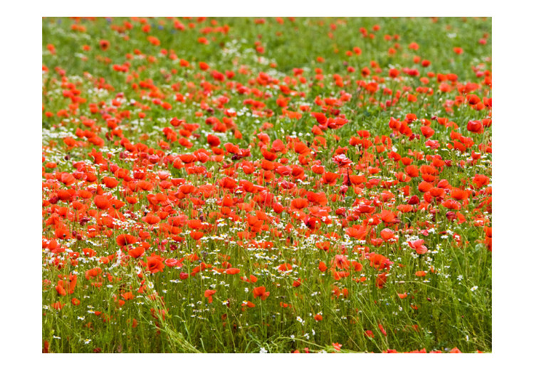 Photo Wallpaper Floral Meadow - Green Meadow with Red Poppies in the Center 60393 additionalImage 1