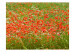 Photo Wallpaper Floral Meadow - Green Meadow with Red Poppies in the Center 60393 additionalThumb 1