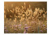 Wall Mural Fields of Wheat - Landscape of Blooming Plants with Delicate Flowers in the Sun 60493 additionalThumb 1