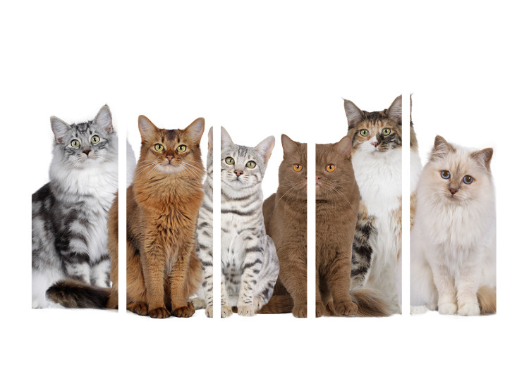 Room Separator Sweet Kittens II - white and beige animals on a solid white background 107604 additionalImage 3
