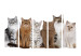 Room Separator Sweet Kittens II - white and beige animals on a solid white background 107604 additionalThumb 3