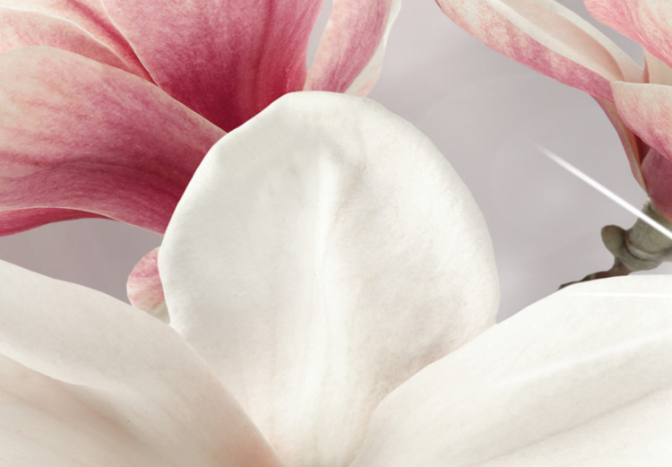 Canvas Dazzling Magnolias (5 Parts) Wide 107904 additionalImage 5