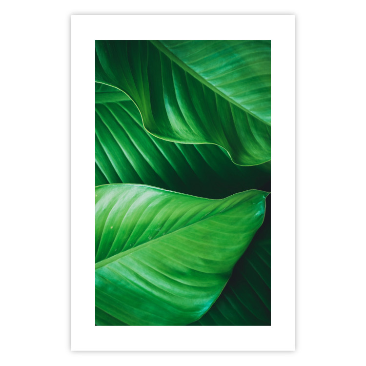 Wall Poster Beautiful Greenery - frame of tropical leaves in the midst of an exotic jungle 114304 additionalImage 15