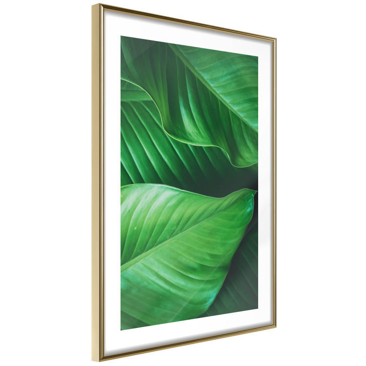 Wall Poster Beautiful Greenery - frame of tropical leaves in the midst of an exotic jungle 114304 additionalImage 6