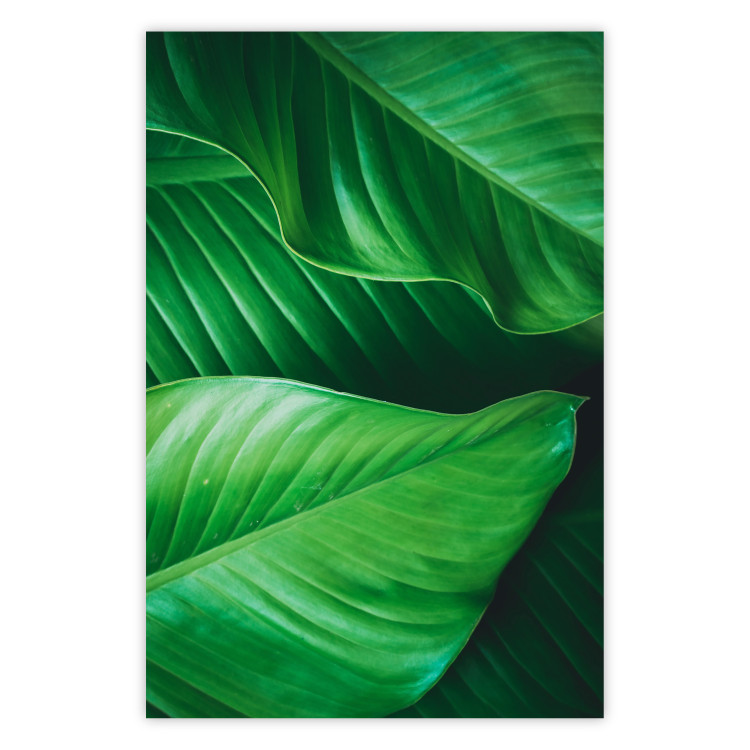 Wall Poster Beautiful Greenery - frame of tropical leaves in the midst of an exotic jungle 114304