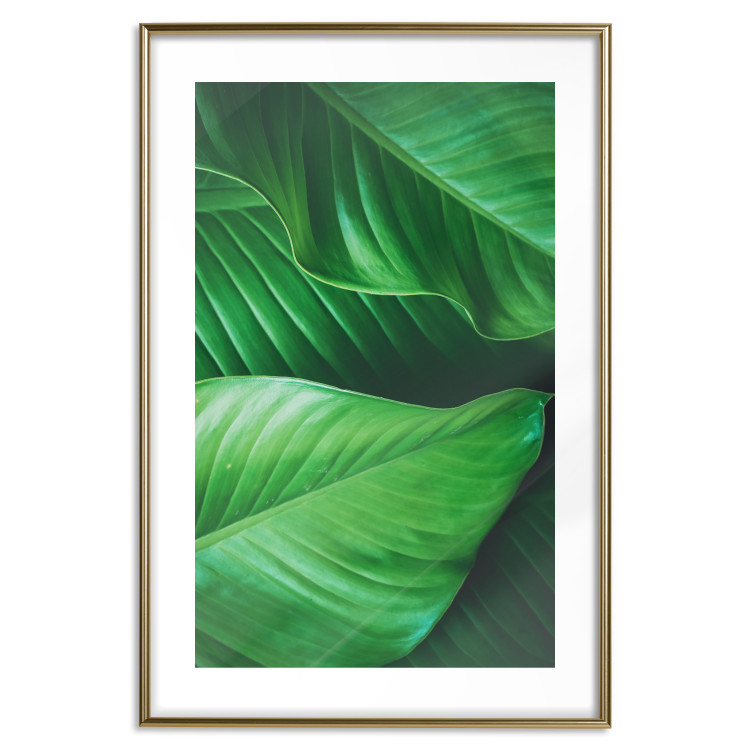 Wall Poster Beautiful Greenery - frame of tropical leaves in the midst of an exotic jungle 114304 additionalImage 20