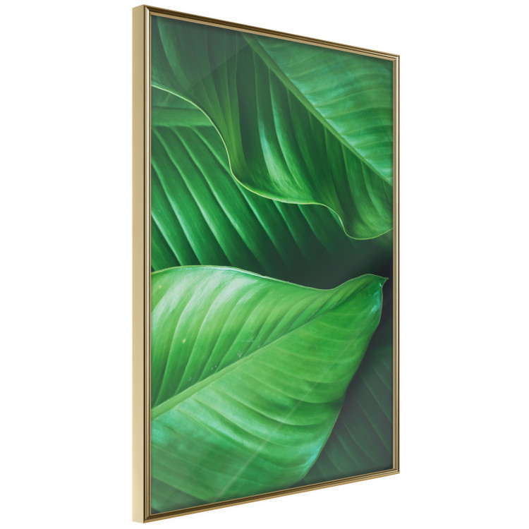 Wall Poster Beautiful Greenery - frame of tropical leaves in the midst of an exotic jungle 114304 additionalImage 12