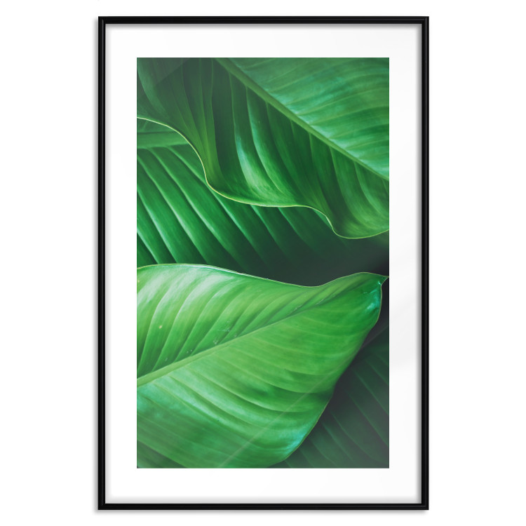 Wall Poster Beautiful Greenery - frame of tropical leaves in the midst of an exotic jungle 114304 additionalImage 19