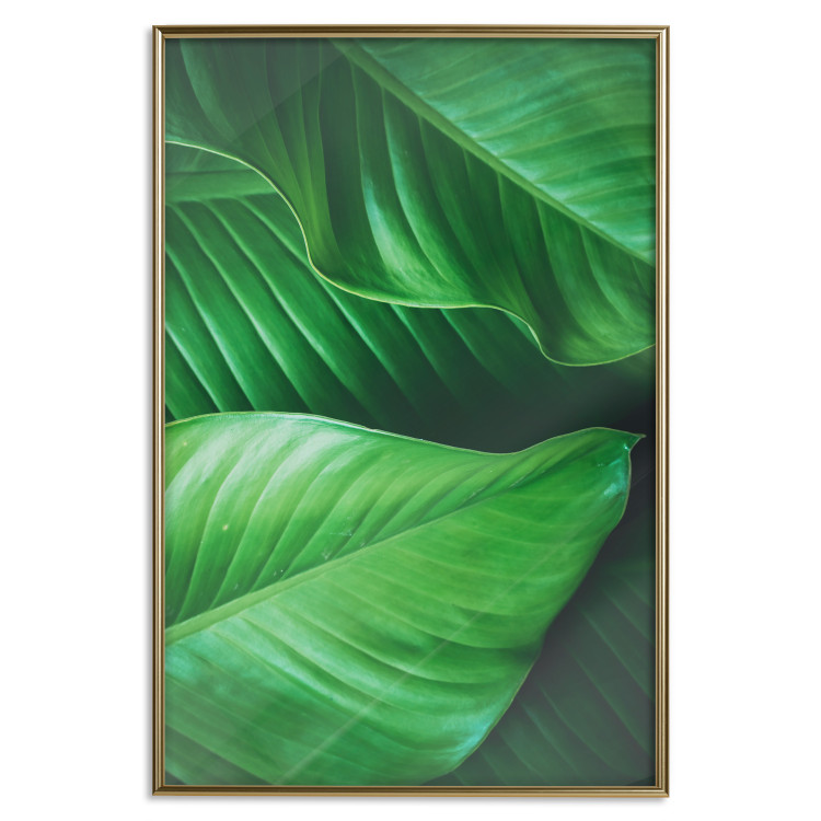 Wall Poster Beautiful Greenery - frame of tropical leaves in the midst of an exotic jungle 114304 additionalImage 17