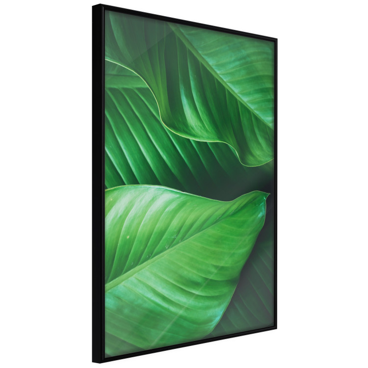 Wall Poster Beautiful Greenery - frame of tropical leaves in the midst of an exotic jungle 114304 additionalImage 10